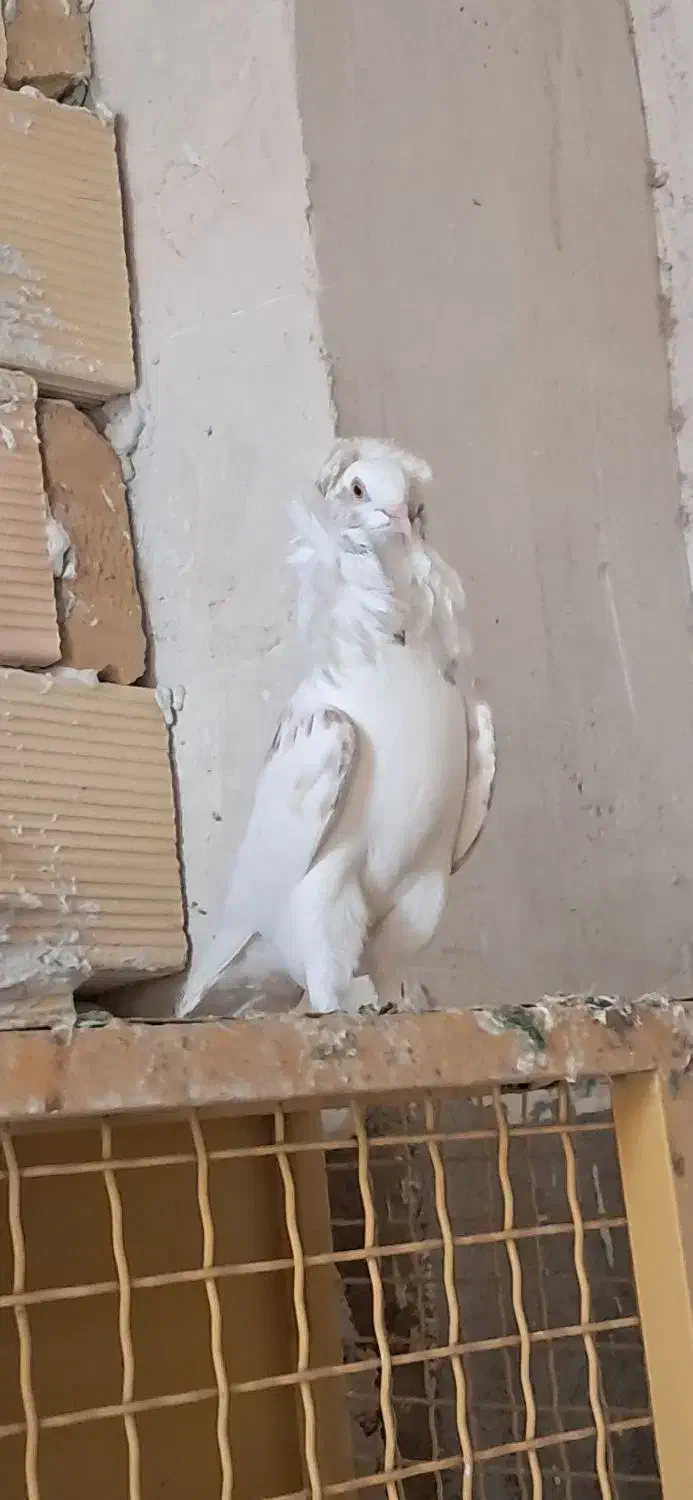 زینتی|پرنده|کاشان, دشت لتحر|دیوار