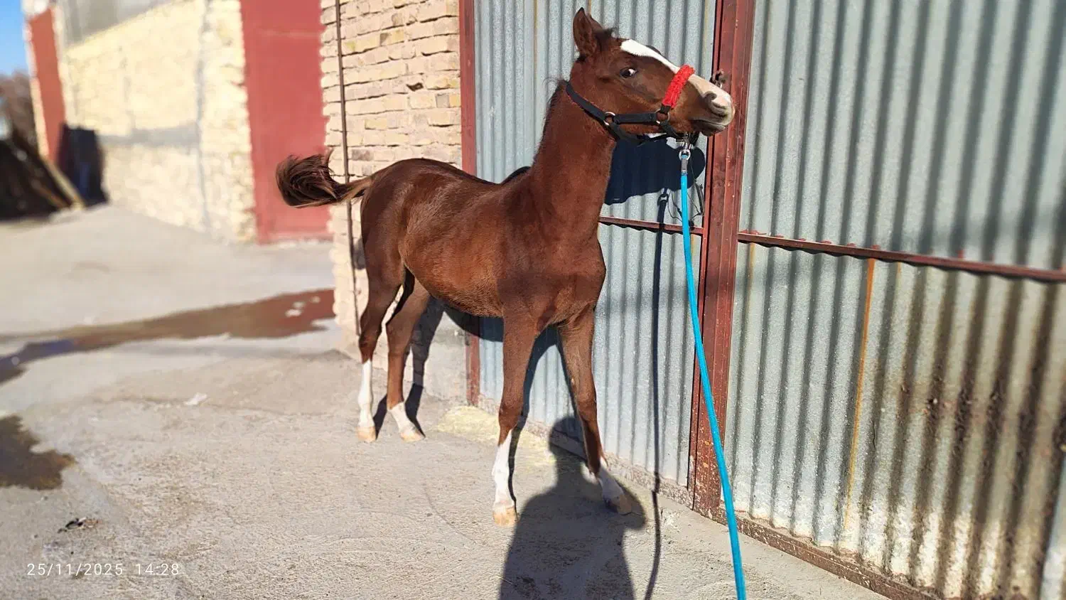 اسب|اسب و تجهیزات اسب‌سواری|اردکان, |دیوار