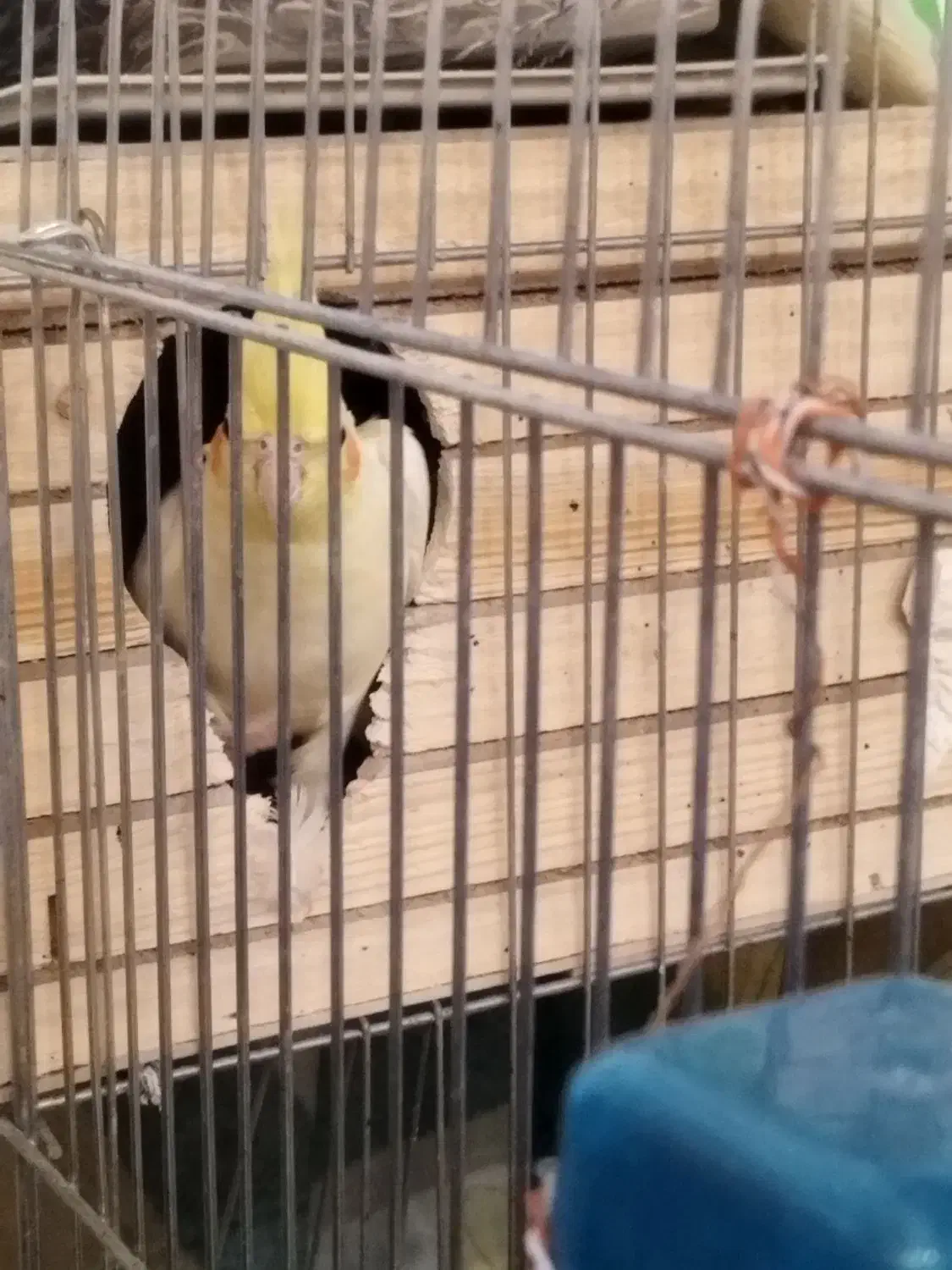 واگذاری عروس هلندی|پرنده|محمدشهر, محمدشهر|دیوار