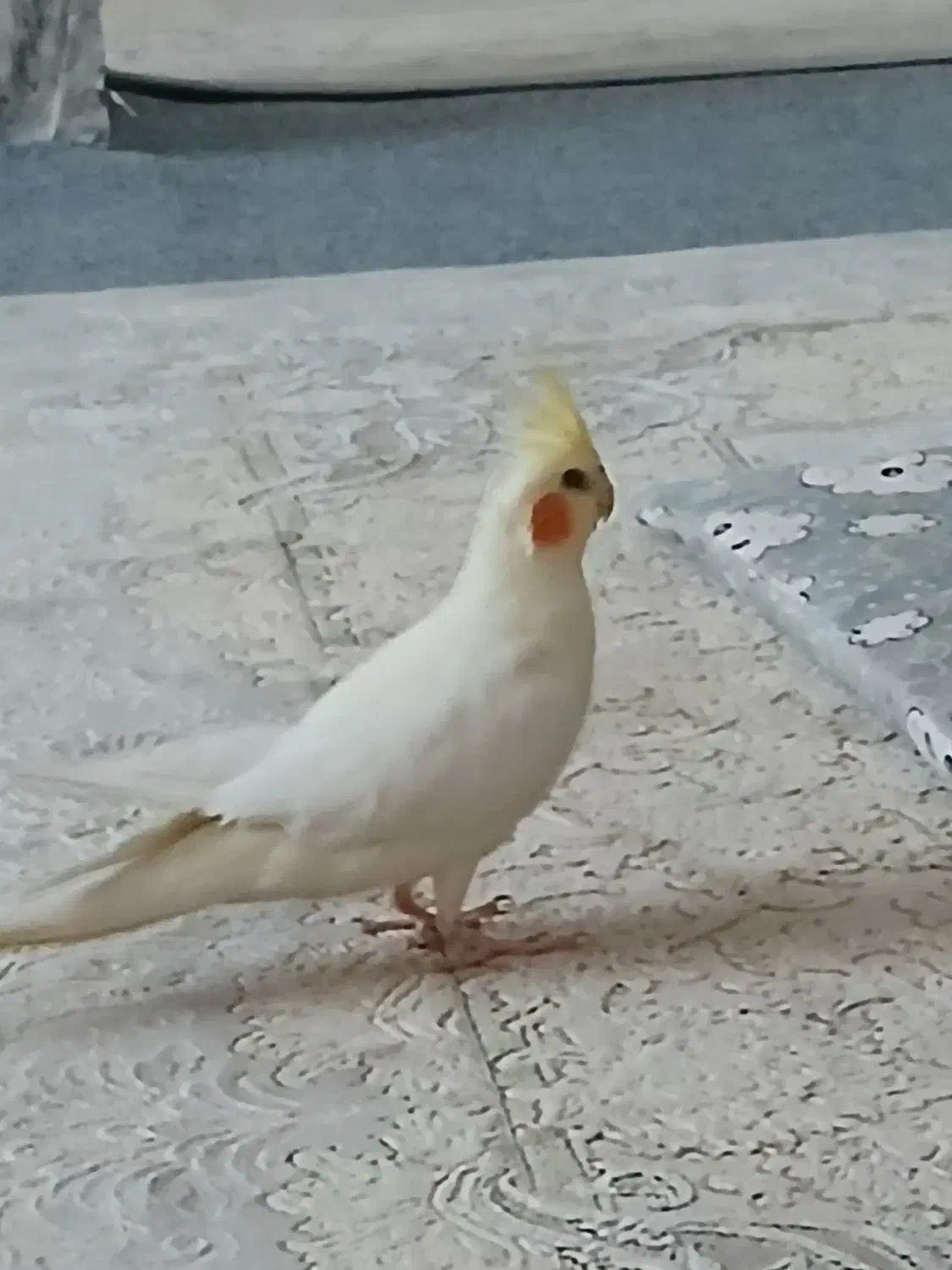 پرنده|پرنده|قم, شهر قائم|دیوار