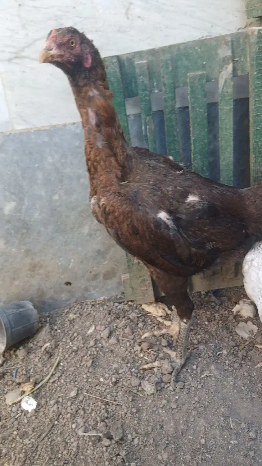 مرغ لاری ۱ ساله اصل|حیوانات مزرعه|اردبیل, |دیوار