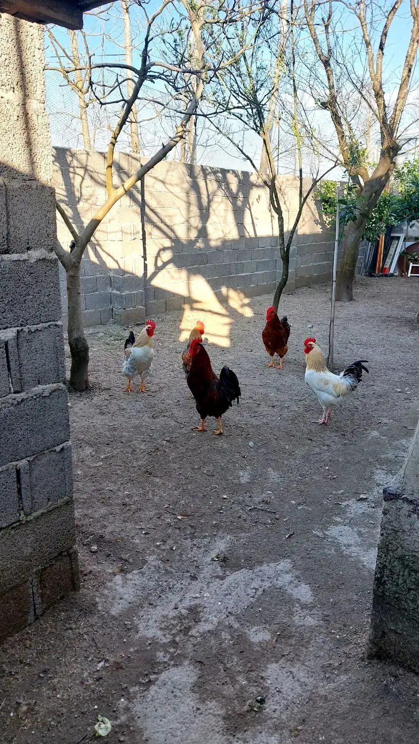 خروس محلی|حیوانات مزرعه|رشت, آب آسیاب|دیوار