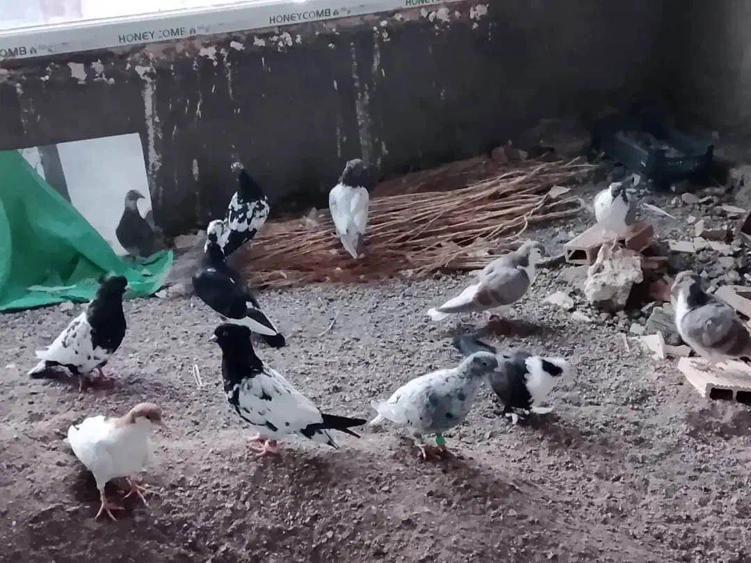 پرنده رنگی|پرنده|گلمکان, |دیوار