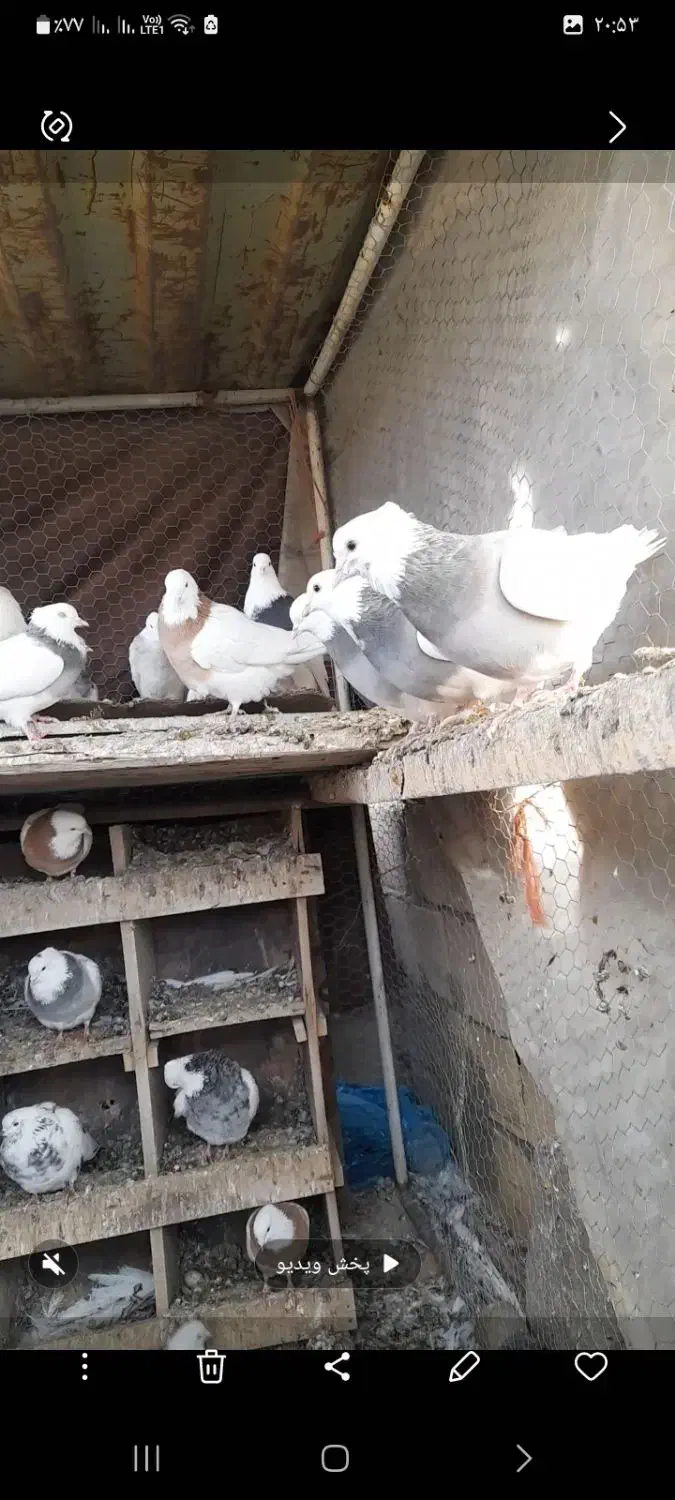 کفتر|پرنده|کبودرآهنگ, |دیوار