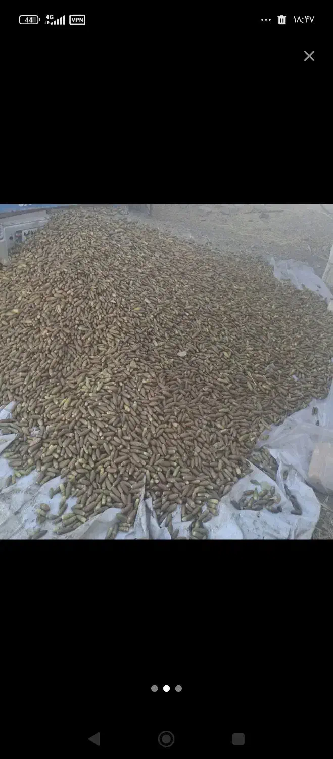 بلوط|خوردنی و آشامیدنی|دلیجان, |دیوار