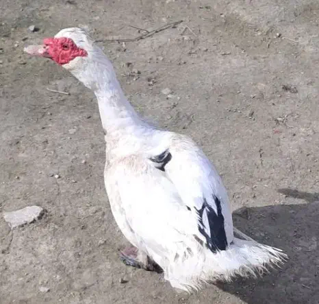 پیش قلعه|حیوانات مزرعه|مانه, |دیوار