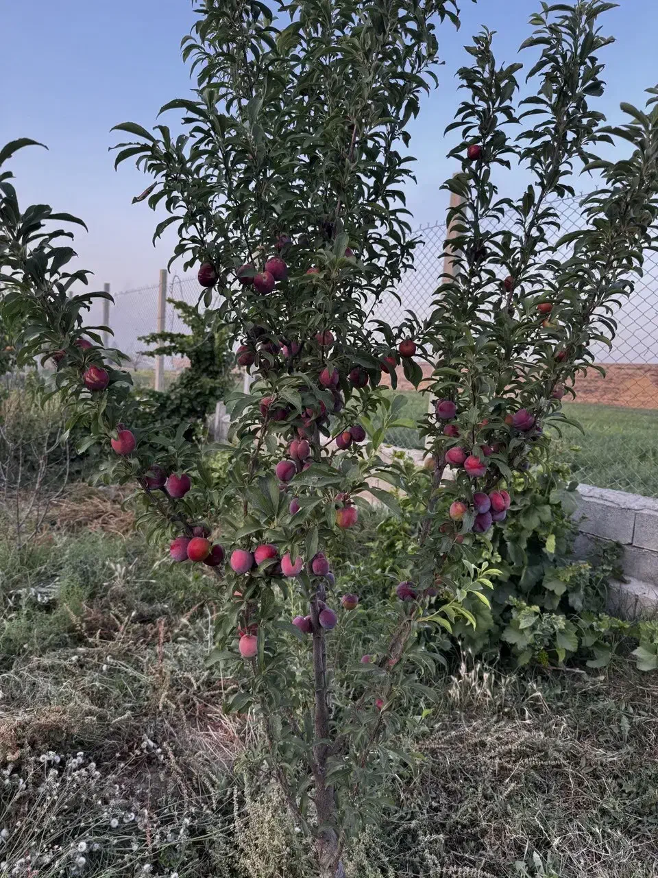 نهالستان غرب بزرگترین تولیدکننده نهال انگور ایرانی|خدمات باغبانی و درختکاری|سردشت, |دیوار