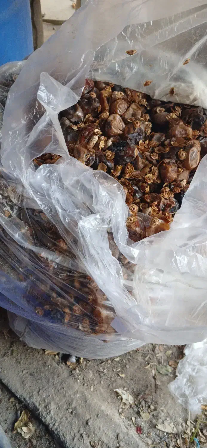 خرما ،دامی|حیوانات مزرعه|هندیجان, |دیوار