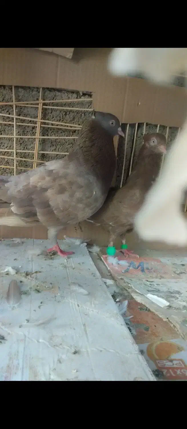 کبوتر|پرنده|سعدآباد, |دیوار