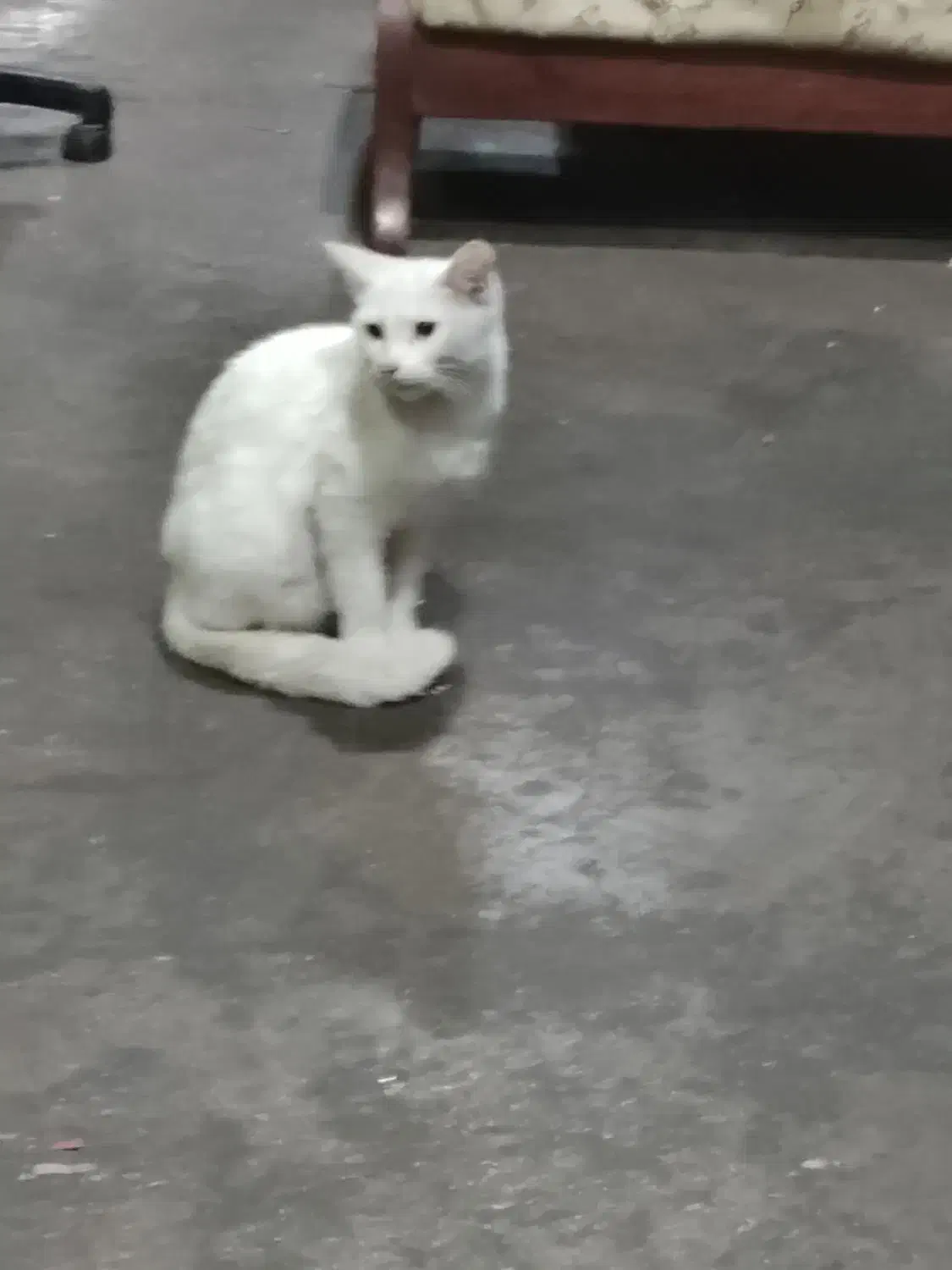 واگذاری گربه|گربه|رامسر, |دیوار