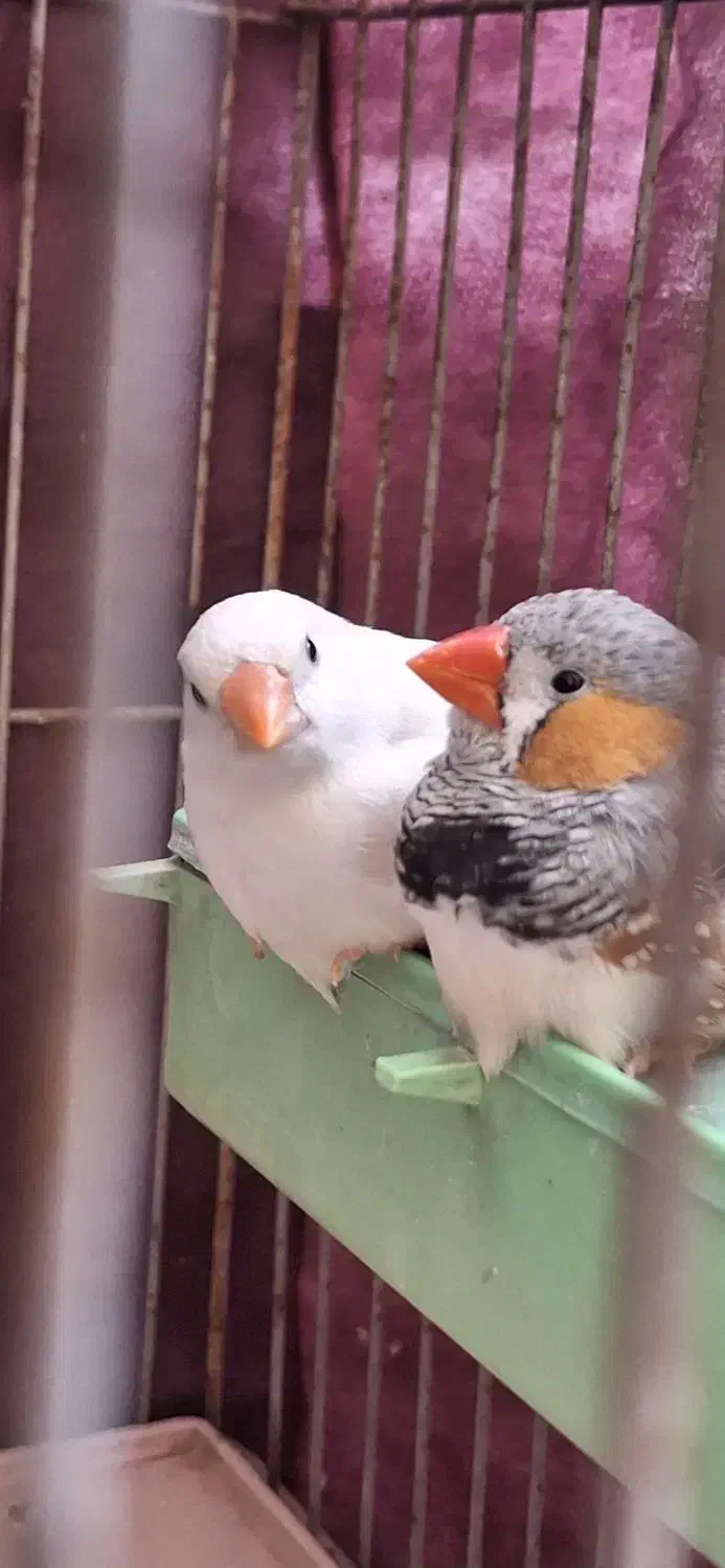 فنچ|پرنده|مرودشت, ثبت احوال|دیوار