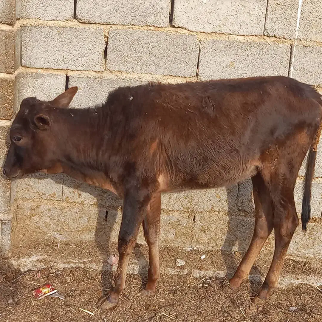 گوساله ماده|حیوانات مزرعه|طسوج, |دیوار
