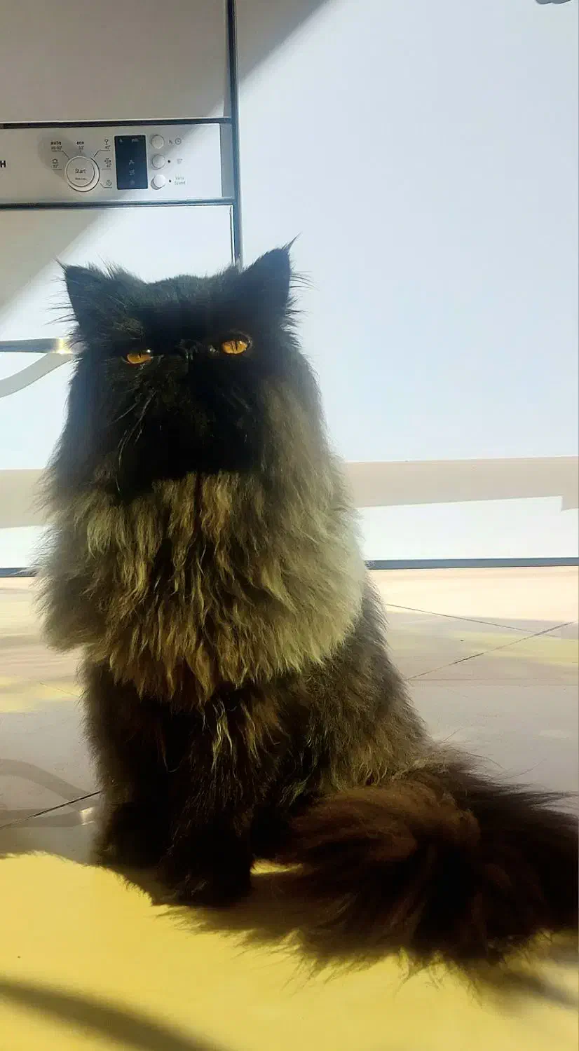 جفت گیری|گربه|قزوین, |دیوار