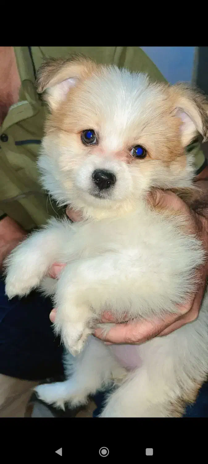 سگ پامر|سگ|بهبهان, |دیوار