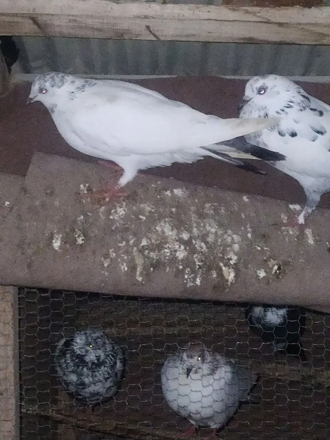 کبوتر پرشی|پرنده|سنگر, |دیوار