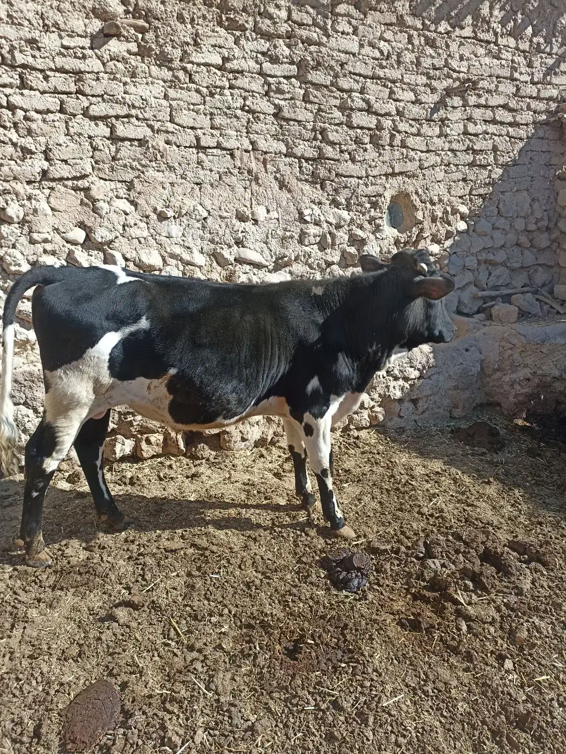 گوساله نر چاق|حیوانات مزرعه|اقلید, |دیوار
