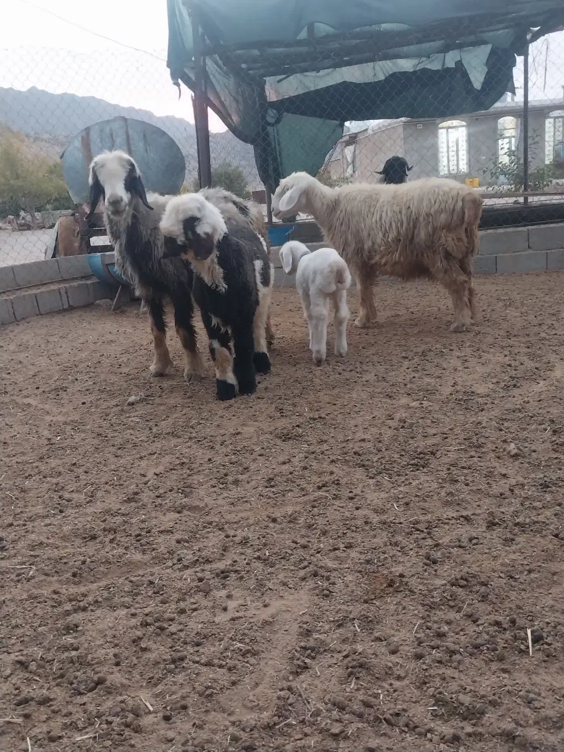 فروش ۲عدد میش برهدار|حیوانات مزرعه|شیراز, بازار|دیوار