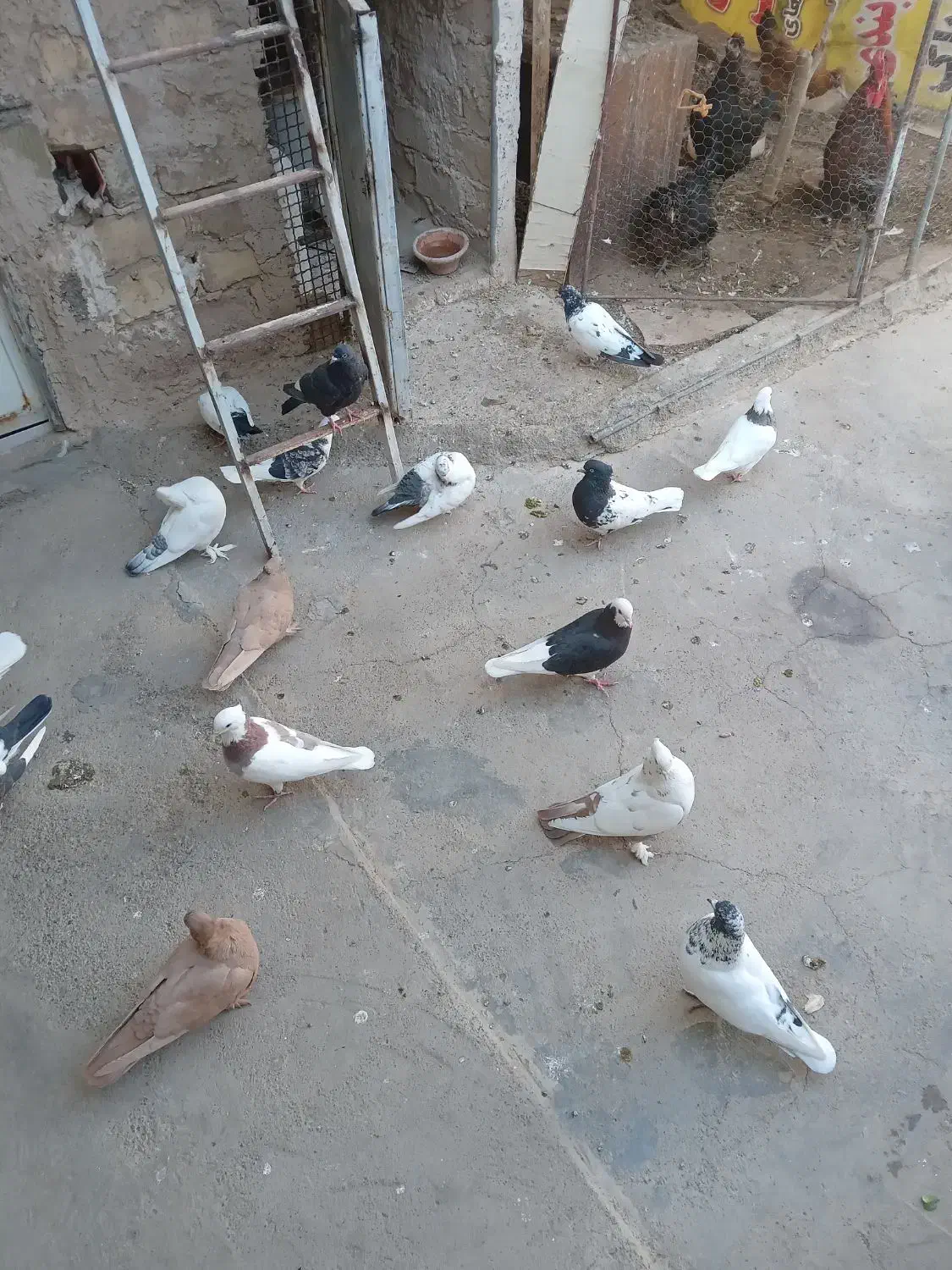 جوجه مغلوف|پرنده|قنوات, |دیوار