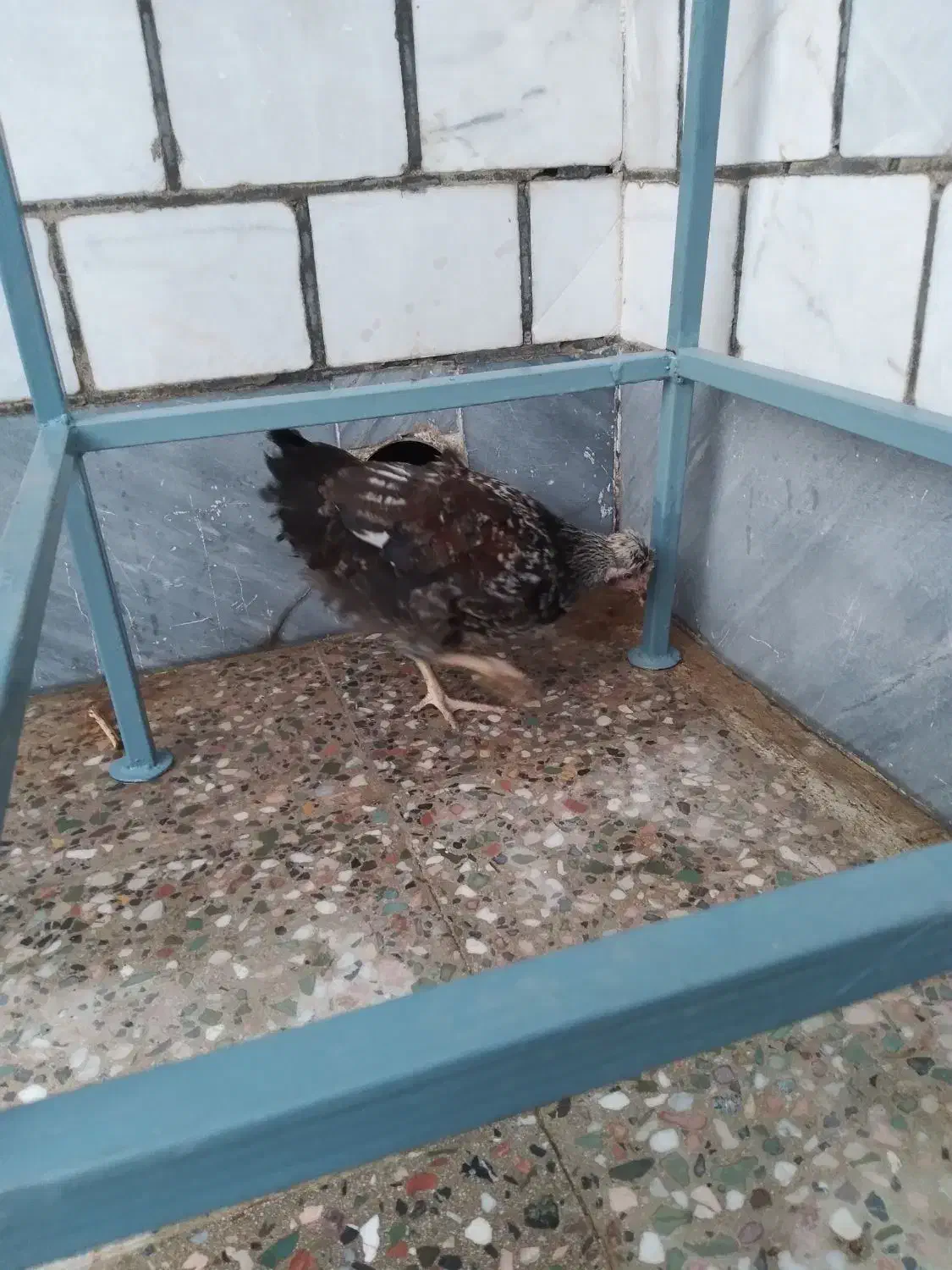 مرغ|حیوانات مزرعه|مسجد سلیمان, |دیوار