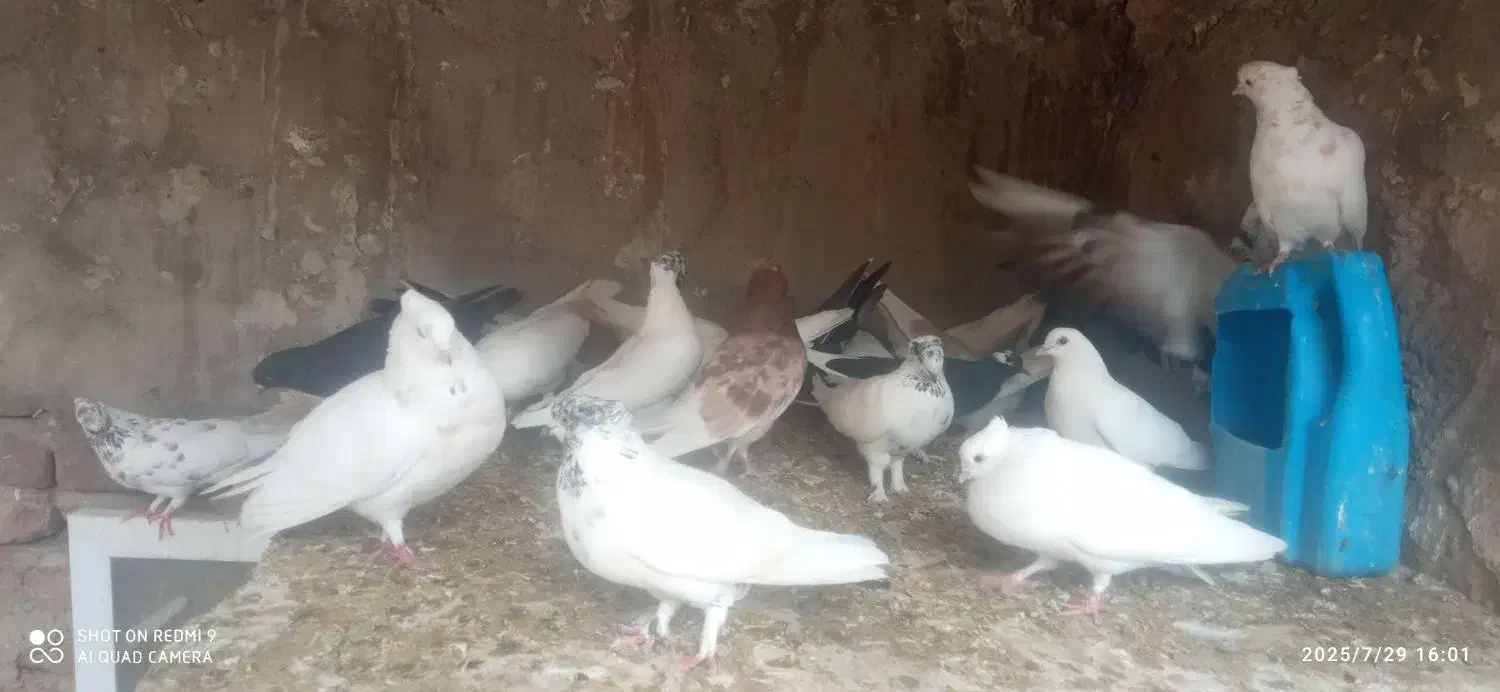 روهم جفتی ۵۰۰ت|پرنده|باسمنج, |دیوار