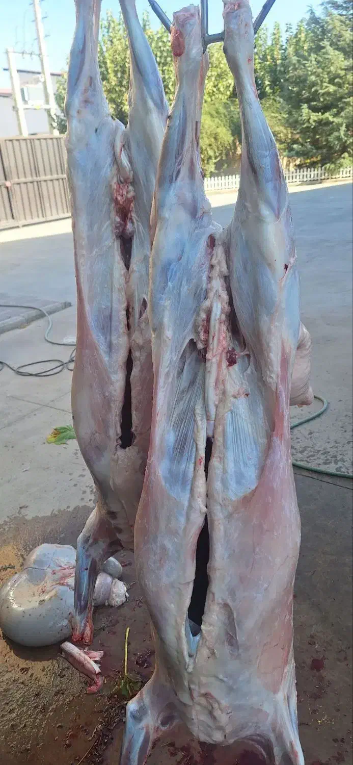 خدمات قصابی مراسمات شما|خدمات پذیرایی، مراسم|نظرآباد, نجم آباد|دیوار