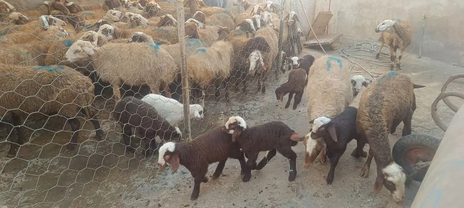 میش و بره جوان|حیوانات مزرعه|سنقر, |دیوار