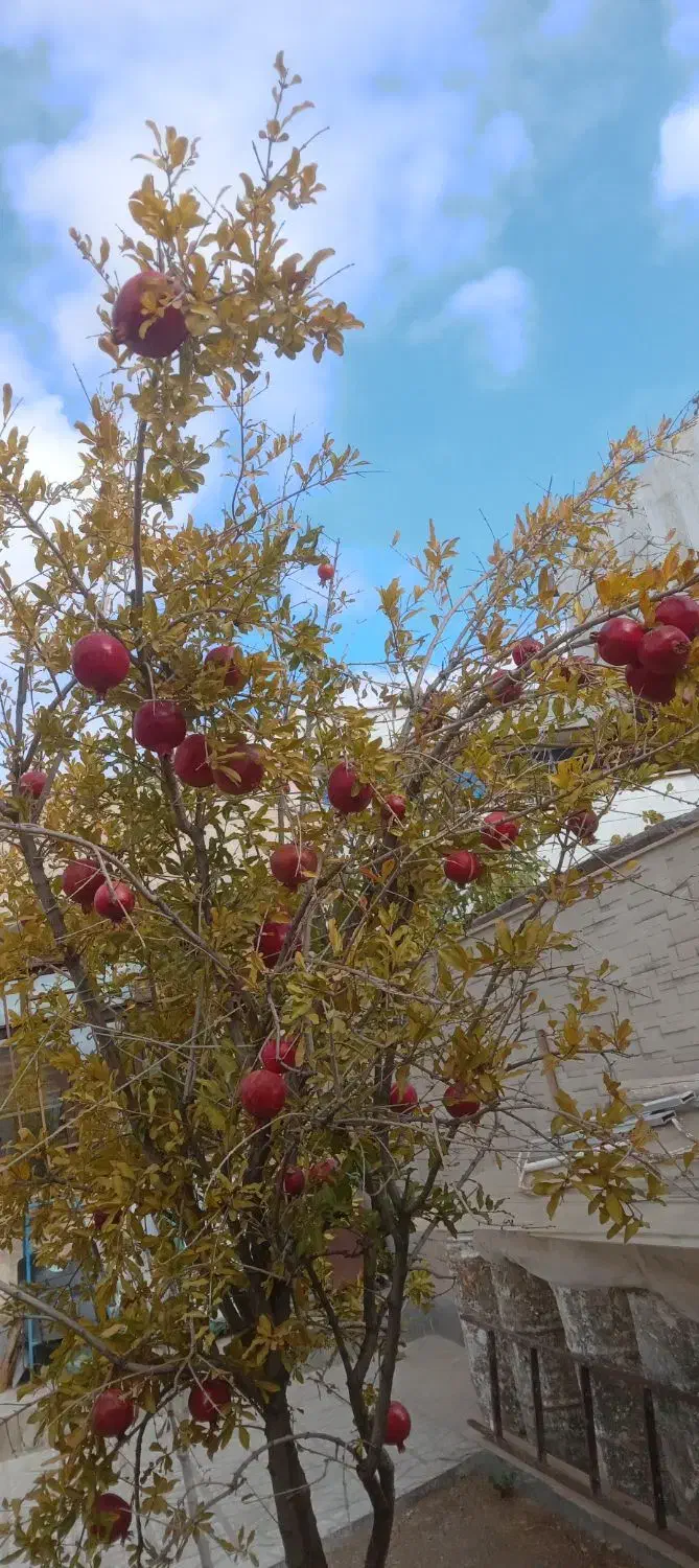 VAmملی|خدمات مالی، حسابداری، بیمه|شیروان (خراسان), |دیوار