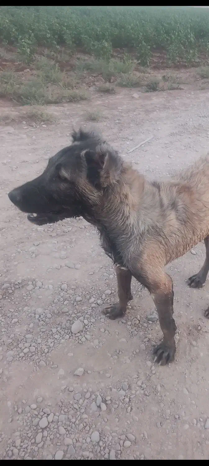 این سگ محدوده راهن گم شده|حیوانات|گرمسار, |دیوار