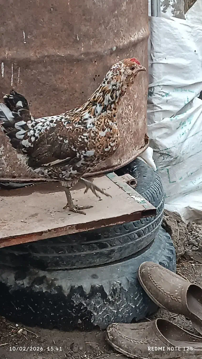 مرغ|حیوانات مزرعه|مشگین شهر, |دیوار