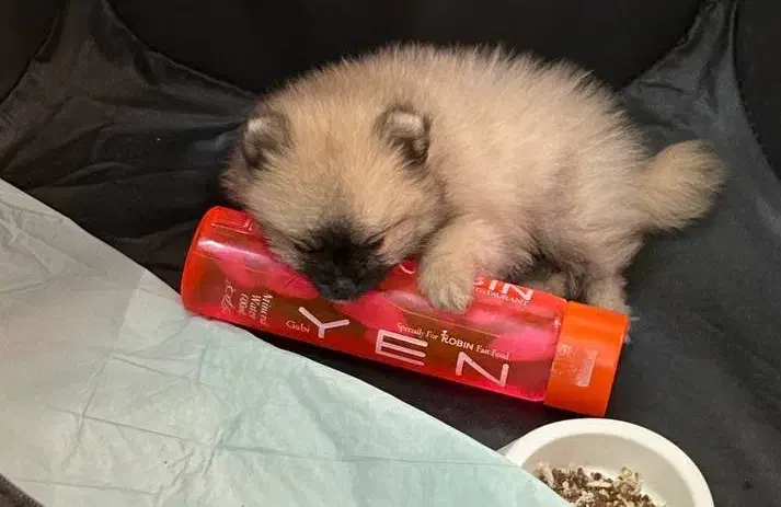 فروش سگ پامرانین|سگ|گلستان (تهران), |دیوار