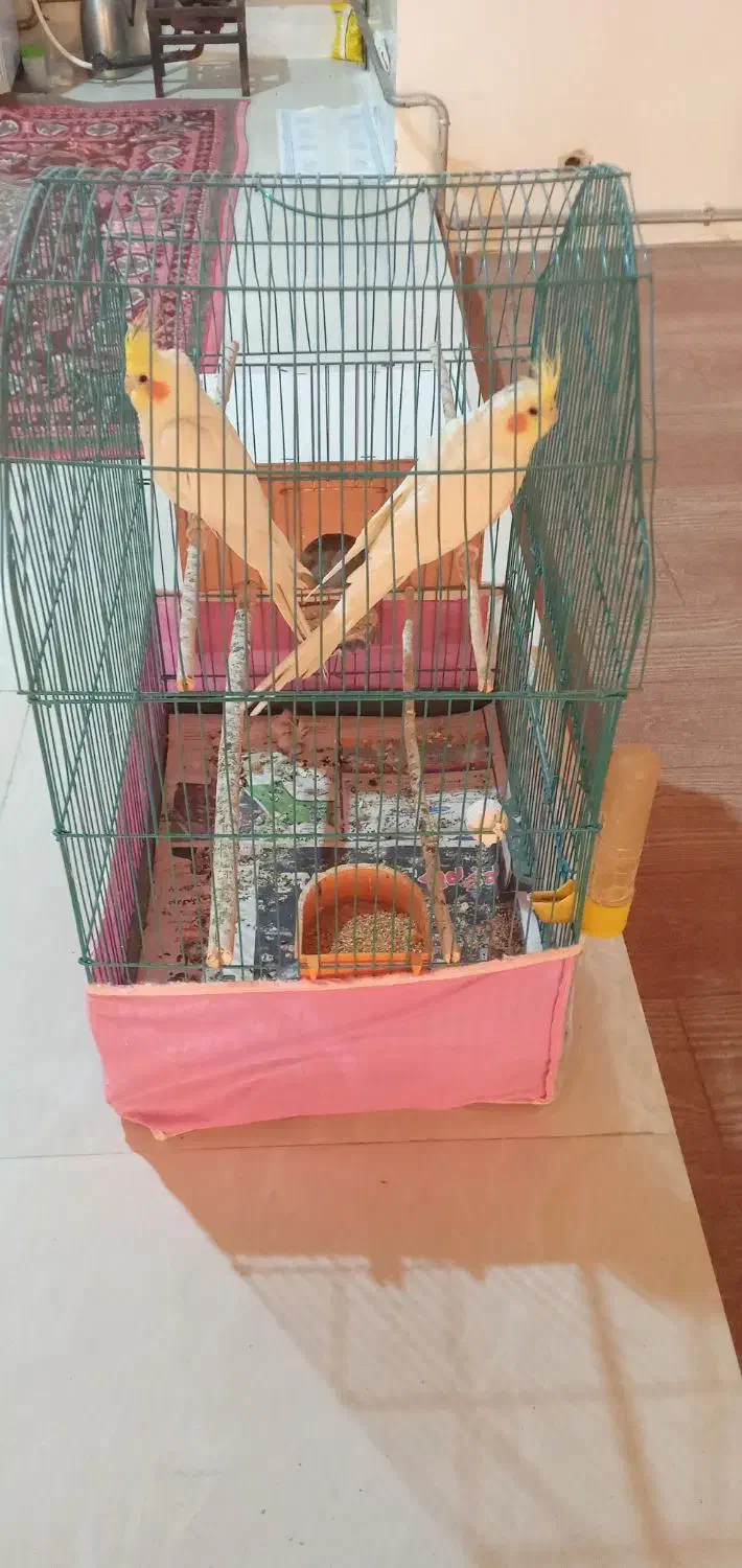 عروس هلندی و طوطی برزیلی و قفس کاسکویی|پرنده|خوی, |دیوار