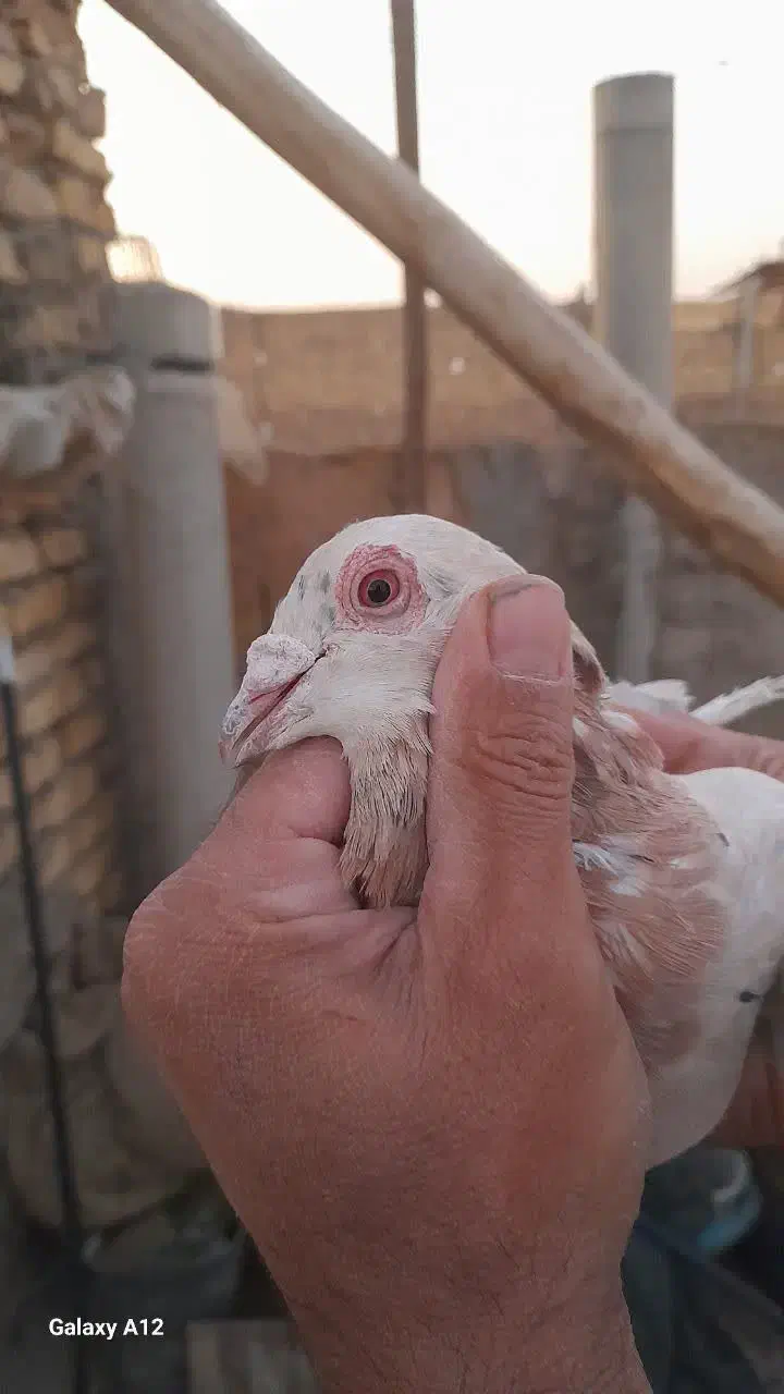 کبوتر زاجر|پرنده|مهریز, |دیوار