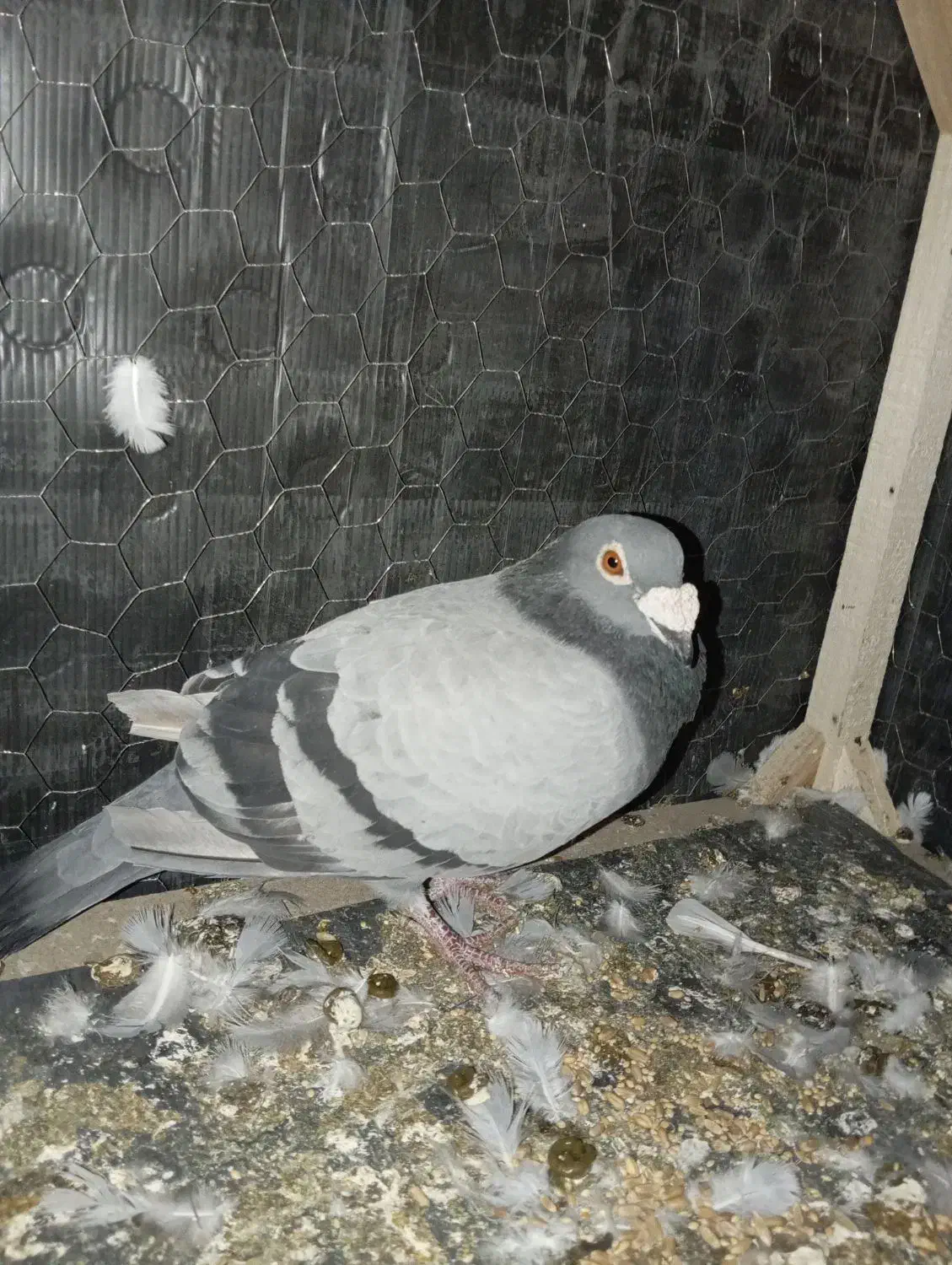 کبوتر جفت با جوجه نر|پرنده|مشهد, نوید|دیوار