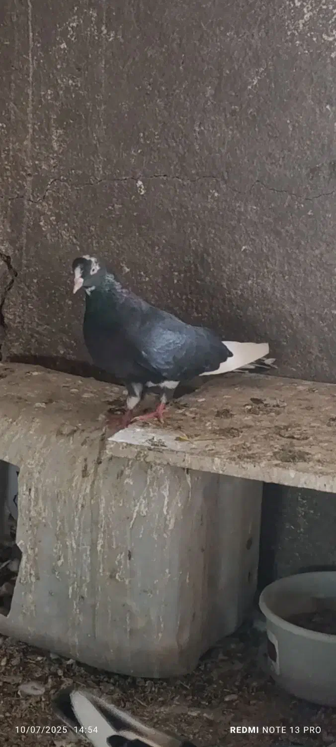 نرماده البغ سیاه|پرنده|کاشان, مفتح|دیوار