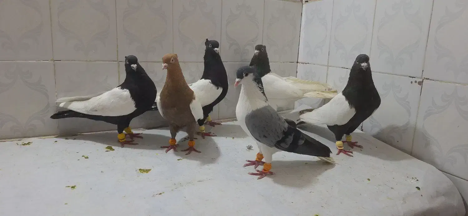 رنگی|پرنده|اهواز, اهواز|دیوار