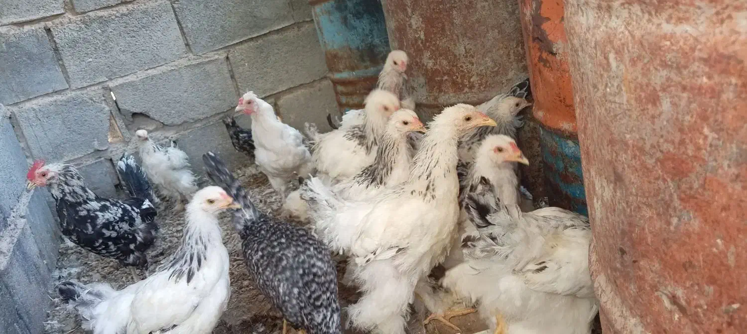 مرغ امپراطور|حیوانات مزرعه|سیستان, |دیوار