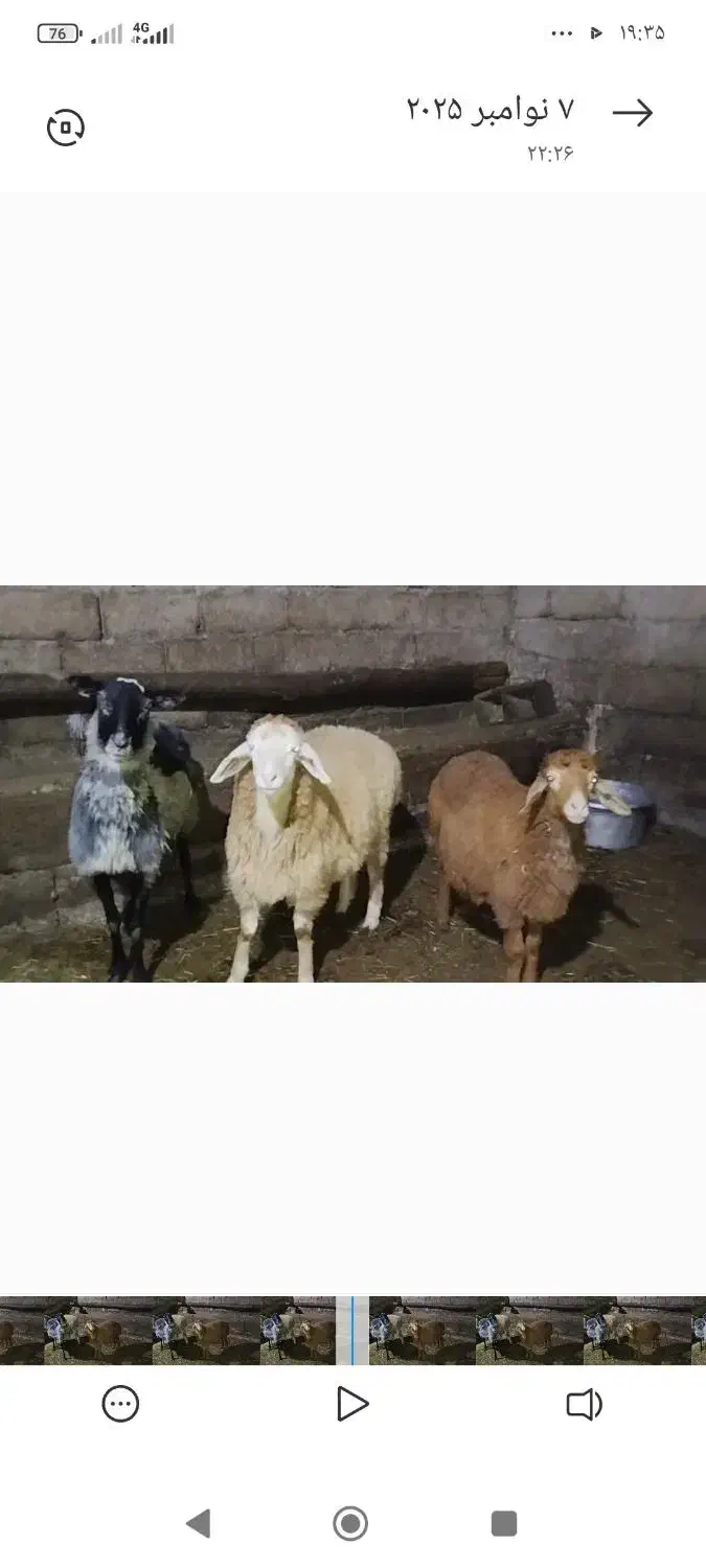 سه راس بره نر یکی ماده رومانف|حیوانات مزرعه|اهر, |دیوار