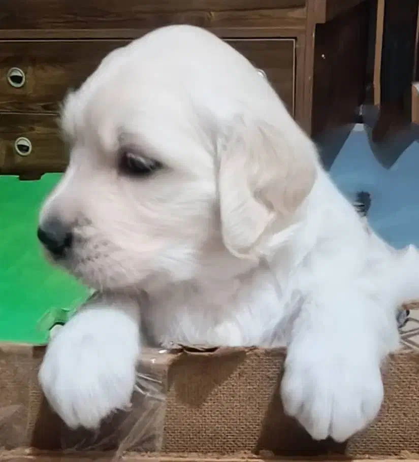 واگذاری توله گلدن|سگ|چهارباغ, |دیوار