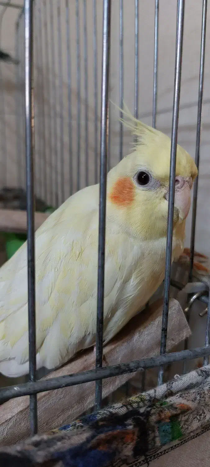 عروس هلندی|پرنده|اقبالیه, |دیوار