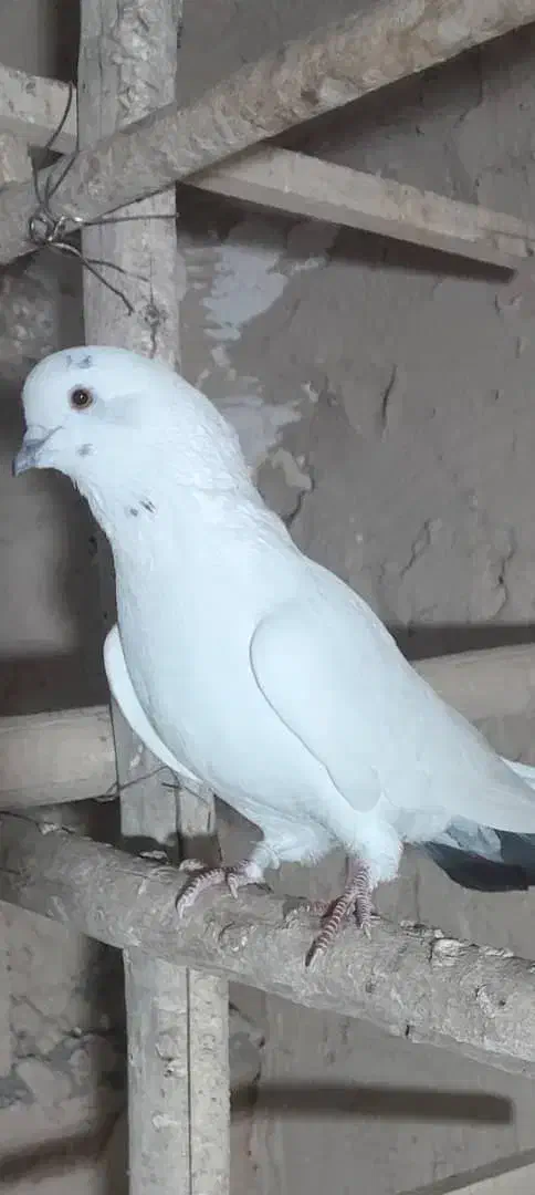 کفتر|پرنده|ورامین, ورامین|دیوار