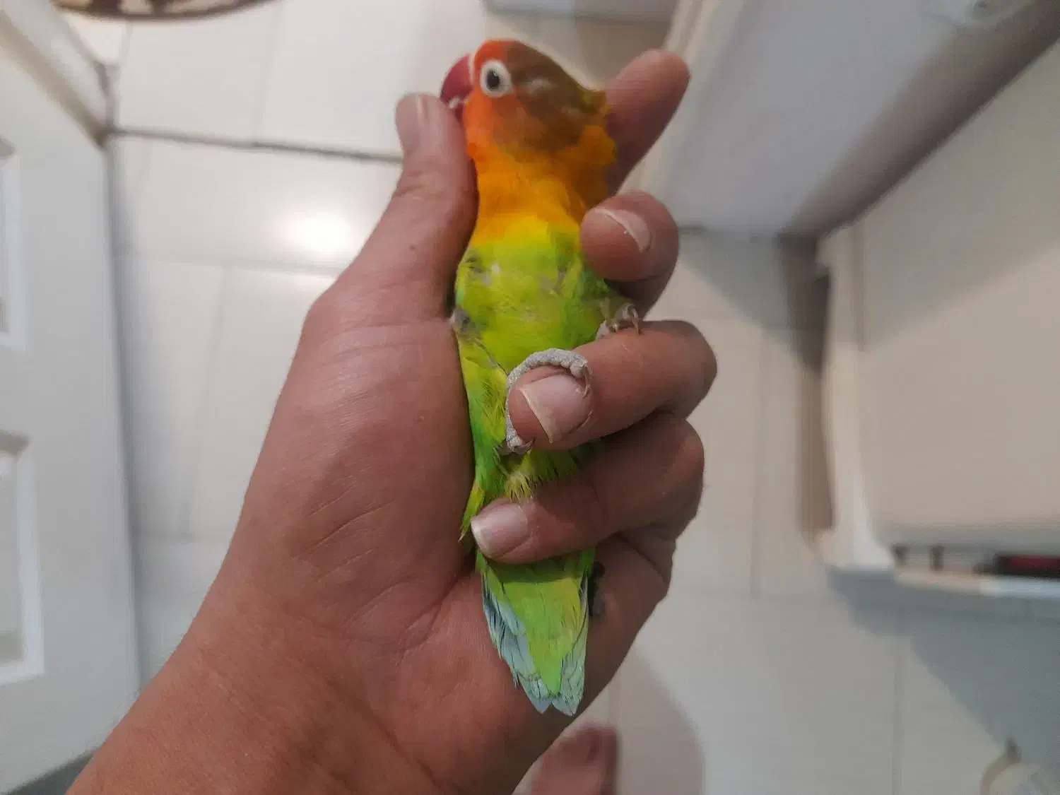 طوطی برزیلی کبوتر سهره قناری عروس هلندی مرغ عشق|پرنده|محمدشهر, کوی بهار|دیوار