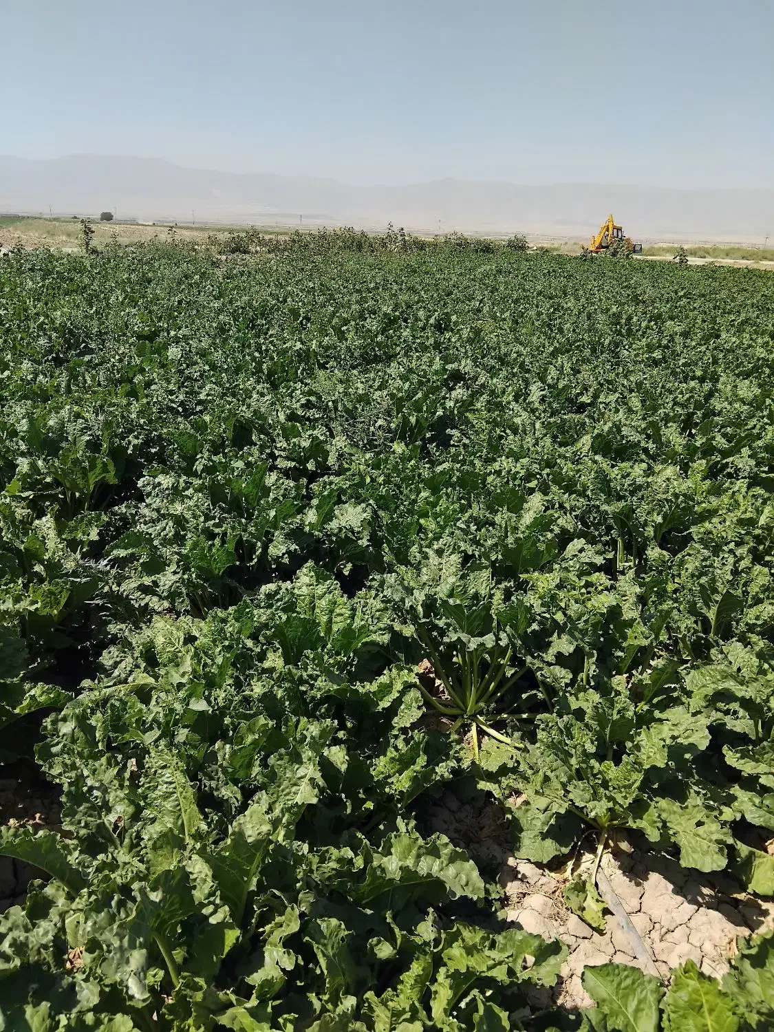 چغندر  فروشی|عمده‌فروشی|نصر آباد, |دیوار