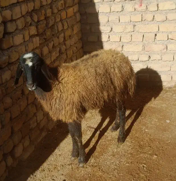 بره.|حیوانات مزرعه|زنجان, |دیوار