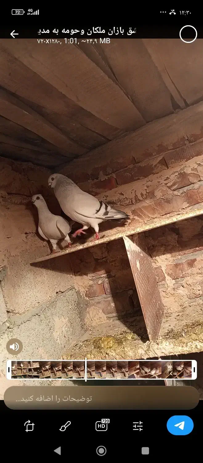 شامی|حیوانات|میاندوآب, |دیوار