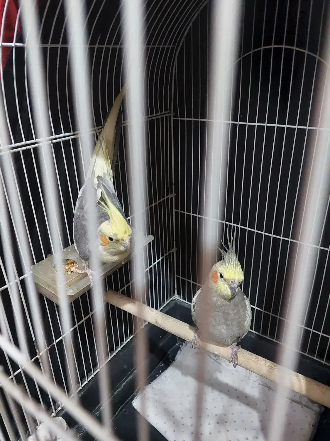 یک جفت عروس هلندی، نروماده،یک ساله، حرف نمیزنه|پرنده|کازرون, |دیوار