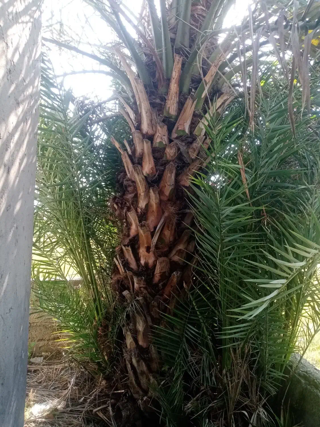 درخت پالم فروشی|گل و گیاه طبیعی|لولمان, |دیوار