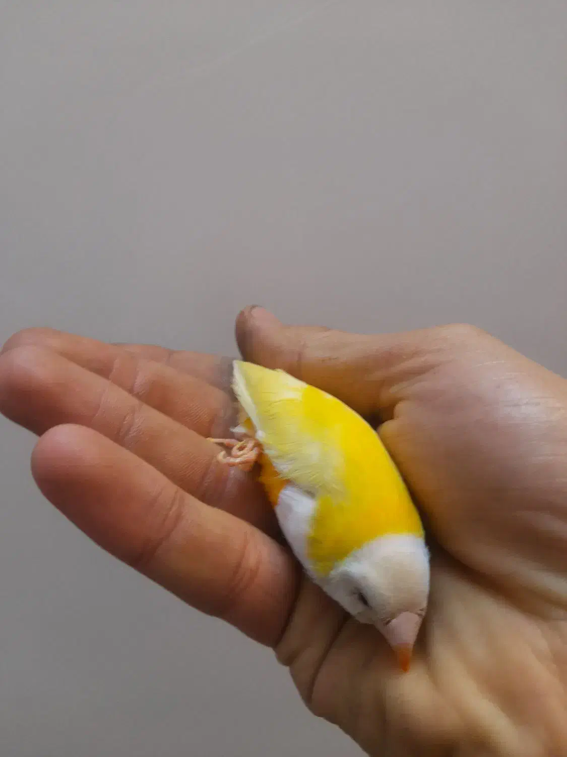 گلدین|پرنده|قم, شهرک فاطمیه|دیوار