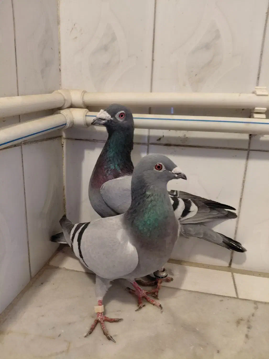 مسافتی|پرنده|اسفراین, |دیوار