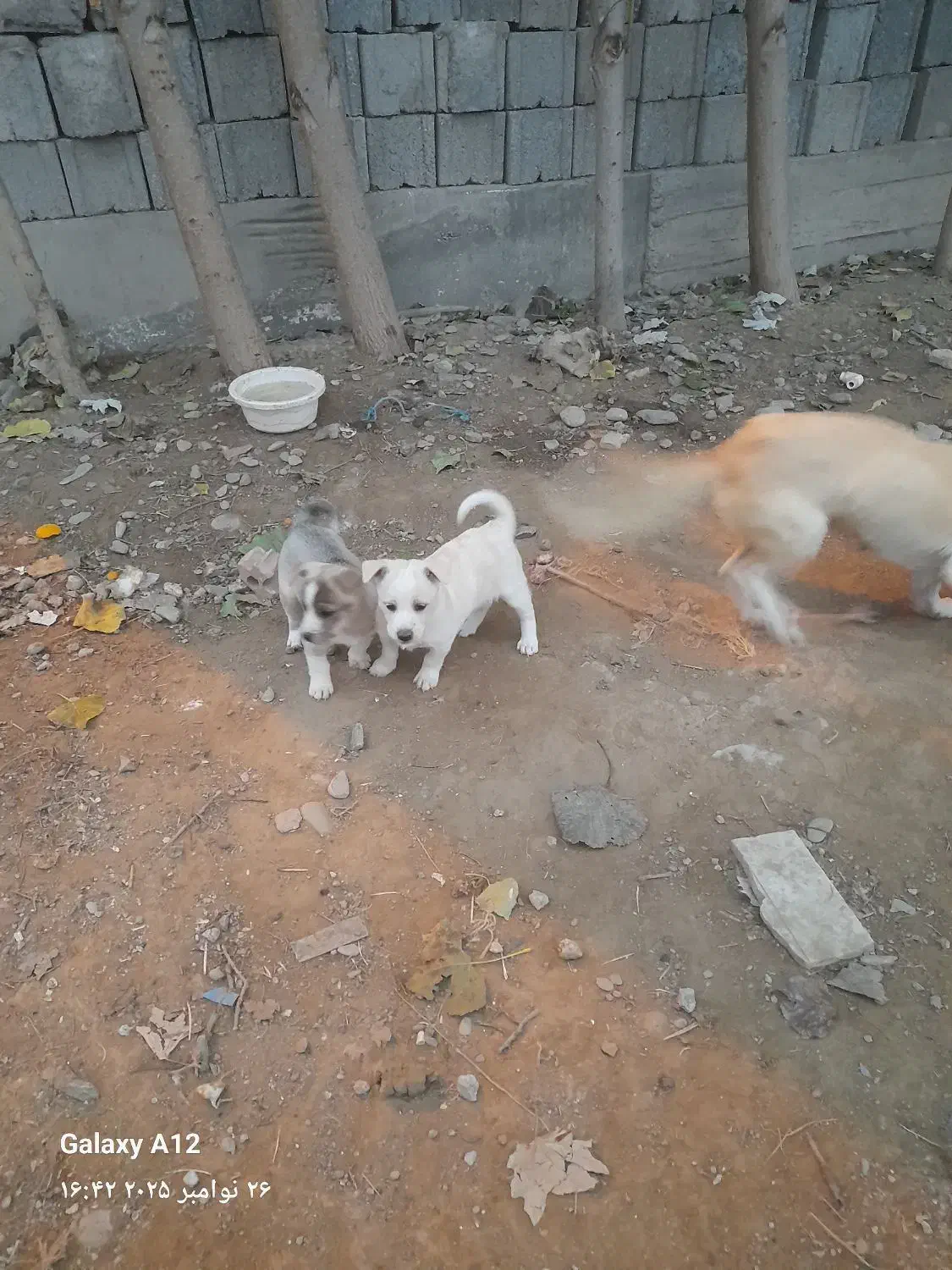 توله سک پا کوتاه|سگ|گمیشان, |دیوار