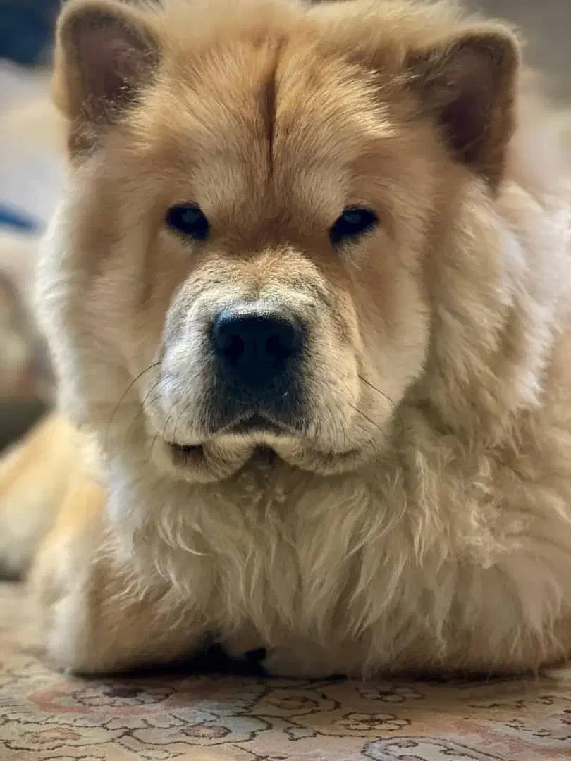 سگ چاو چاو نر هشت ماه‌و‌نیم|سگ|تهران, امین حضور|دیوار